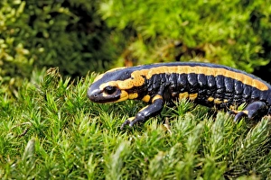 Images Dated 5th May 2006: Fire Salamander. Alsace - France