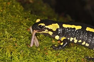 Earthworms Collection: Fire Salamander - eating worm. Alsace - France
