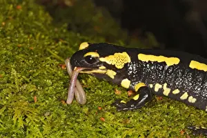 Worm Prints: Fire Salamander - eating worm. Alsace - France