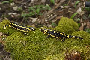 Fire Salamander - two facing each other. Alsace - France