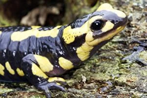 Images Dated 10th May 2006: Fire Salamander - France