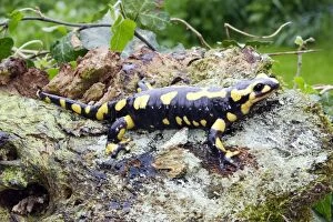 Images Dated 10th May 2006: Fire Salamander - France