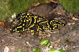 Fire Salamander - group. Alsace - France