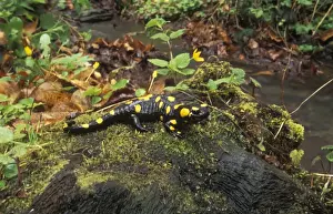 Salamanders Prints: Fire Salamander - Hungary - Found in northwest Africa-Europe and western Asia - Eats worms-slugs-insects