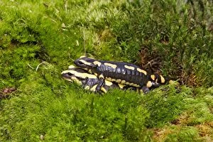 Images Dated 5th May 2006: Fire Salamander - mating. Alsace - France