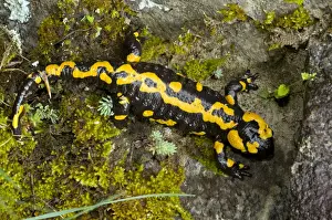 Salamanders Prints: Fire Salamander - old adult - Pirin National Park - Bulgaria
