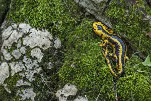 Vertebrate Prints: Fire Salamander (Salamandra salamandra bernardezi) ~ endemic subspecies of a few points in north Spain ~ Oviedo