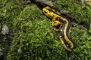 Fire Salamander (Salamandra salamandra bernardezi) ~ endemic subspecies of a few points in north Spain ~ Oviedo, Spain