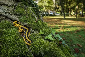 Fire Salamander (Salamandra salamandra bernardezi) ~ endemic subspecies of a few points in north Spain ~ Oviedo, Spain