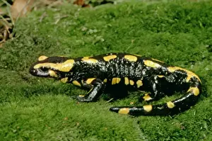 Salamanders Prints: Fire Salamander - Southern Europe JPF29581