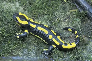 Slimy Prints: Fire Salamander - Switzerland