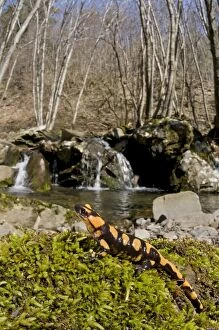 Images Dated 10th April 2010: Fire Salamander - young in habitat - Italy