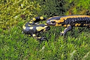 Images Dated 5th May 2006: Fire Salamanders. Alsace - France