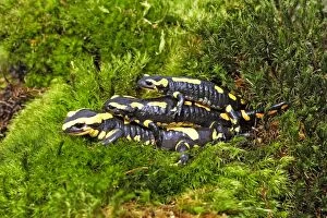 Images Dated 5th May 2006: Fire Salamanders - mating. Alsace - France