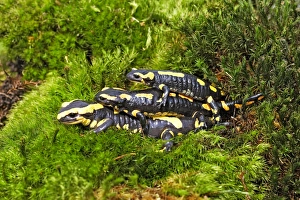 Images Dated 5th May 2006: Fire Salamanders - mating. Alsace - France