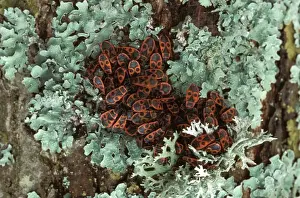 Firebug Europe
