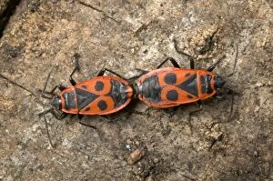 Images Dated 6th May 2005: Firebug - Mating