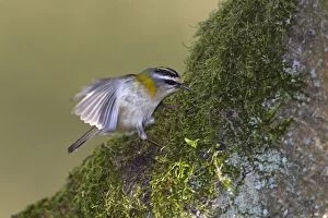 Images Dated 28th March 2012: Firecrest - extracting moss from branch for nest