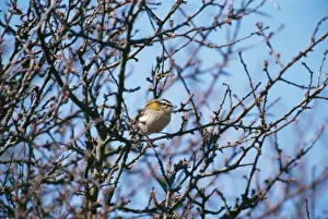 Firecrest Prints: Firecrest JD 15118 Regulus ignicapillus © John Daniels / ardea. com