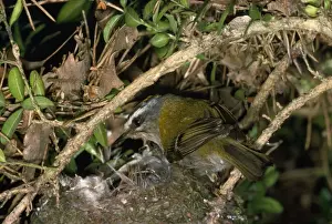 Firecrest - at nest