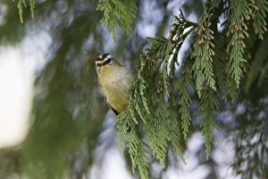 Images Dated 28th March 2012: Firecrest - perched on conifer tree branch