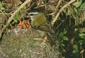 Images Dated 31st January 2011: Firecrest RTS 916 At nest with chicks Regulus ignicapillus © Robert T. Smith / ardea.com