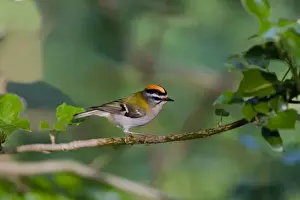 Firecrest Prints: Firecrest - showing crest in woodland - North Norfolk - UK