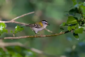Firecrest Prints: Firecrest - singing on perch in Woodland - North Norfolk - UK