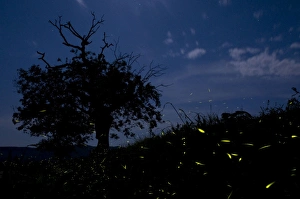 Images Dated 23rd May 2010: Fireflies - The flight of male Fireflies during a summer night - Italy