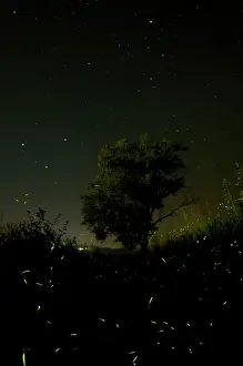 Swarms Prints: Fireflies - The flight of male Fireflies during a summer night - Italy