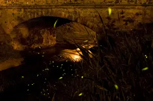 Fireflies - The flight of male Fireflies during a summer night in urban habitat - Italy