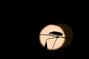 Firefly Prints: Firefly - male - Tuscany