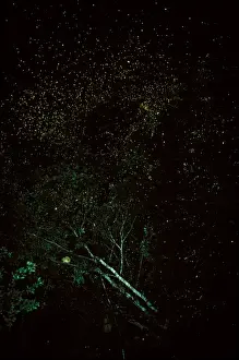 Swarms Prints: Firefly - mass at night, Western Sepik, Papua New Guinea JPF27239