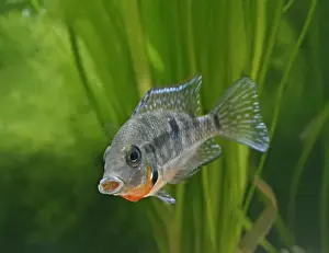 Guatemala Prints: Firemouth cichlid – front view, tropical freshwater Mexico, Guatemala 002878