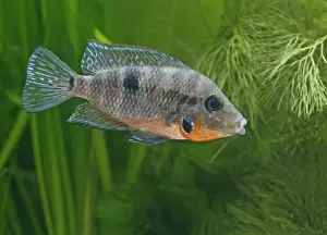 Firemouth cichlid – side view, tropical freshwater Mexico Guatemala 002883