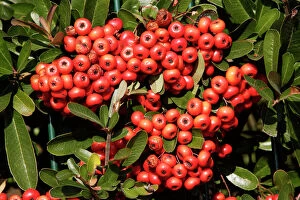 Images Dated 23rd December 2005: Firethorn - berries. France