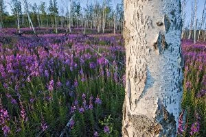 Birch Gallery: Fireweed and Birch Tree Alaska ANWR Arctic National