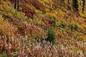 Basin Gallery: Fireweed and underbrush in autumn hues in the Jewel