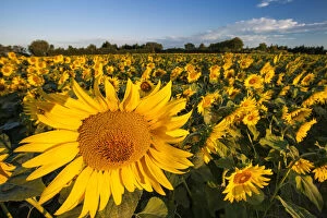 Floral Gallery: First light of sunrise on a field of sunflowers