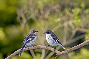 Images Dated 9th January 2010: Fiscal Flycatcher - female with immature on left - Endemic in South Africa, occurring in woodland