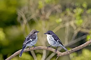 Fiscal Flycatcher - female with immature on left - Endemic in South Africa, occurring in woodland, thickets, scrub and gardens. Grahamstown, Eastern Cape, South Africa
