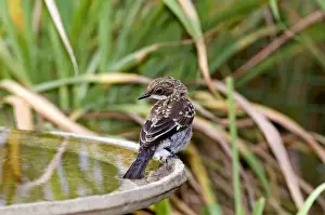 Fiscal Flycatcher - immature at birdbath - Endemic in South Africa, occurring in woodland, thickets, scrub and gardens. Grahamstown, Eastern Cape, South Africa