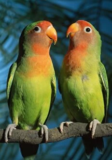Agapornis Gallery: Fischerճ / Peach-faced Lovebirds - Hybrid