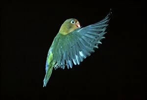 Fischers Lovebird - In flight