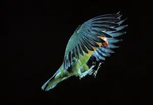 Fischer's Lovebird In flight