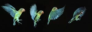 Images Dated 27th April 2007: Fischer's Lovebird - in flight, time-lapse