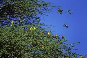Fischers LOVEBIRDS - Flock in trees