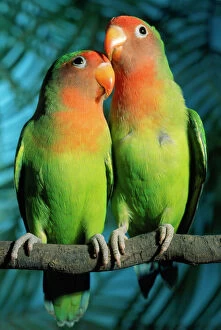Images Dated 22nd January 2007: Fischer's / Peach-faced Lovebirds - Hybrid