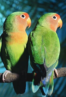 Fischers / Peach-faced Lovebirds - Hybrid