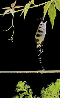 FISH - Archerfish, side view, jumping for insect